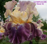 /album/a46/luminager-stout-2016-jpg/